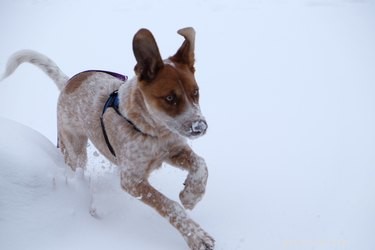 21 Dogs Reveling in Winter Wonderland: A Heartwarming Showcase
