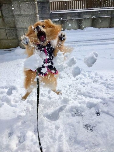 21 Dogs Reveling in Winter Wonderland: A Heartwarming Showcase