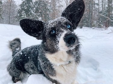 21 Dogs Reveling in Winter Wonderland: A Heartwarming Showcase
