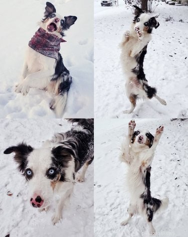 21 Dogs Reveling in Winter Wonderland: A Heartwarming Showcase