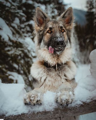 21 Dogs Reveling in Winter Wonderland: A Heartwarming Showcase
