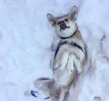 21 Dogs Reveling in Winter Wonderland: A Heartwarming Showcase