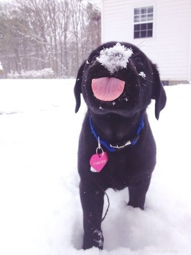 21 Dogs Reveling in Winter Wonderland: A Heartwarming Showcase