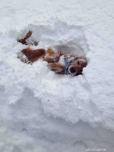 21 Dogs Reveling in Winter Wonderland: A Heartwarming Showcase
