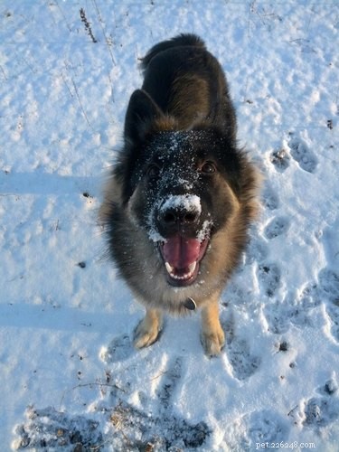 21 Dogs Reveling in Winter Wonderland: A Heartwarming Showcase