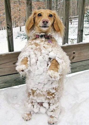 21 Dogs Reveling in Winter Wonderland: A Heartwarming Showcase