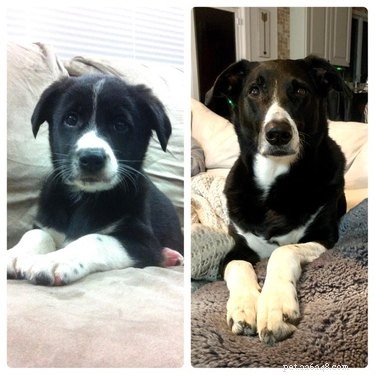 19 Dogs Who Have Thrived Through Growth