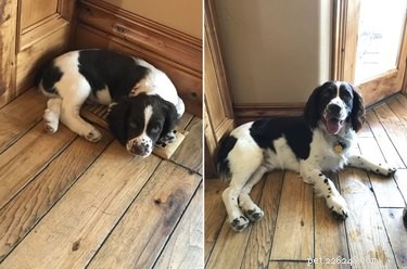 19 Dogs Who Have Thrived Through Growth