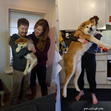 19 Dogs Who Have Thrived Through Growth