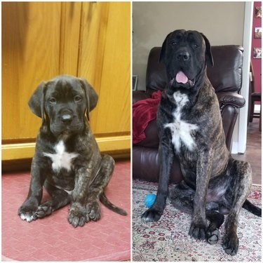 19 Dogs Who Have Thrived Through Growth