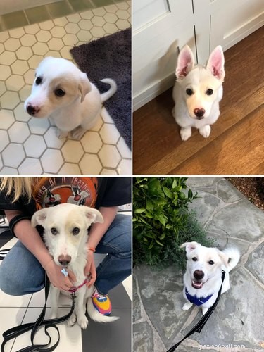 19 Dogs Who Have Thrived Through Growth