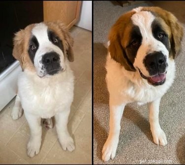 19 Dogs Who Have Thrived Through Growth
