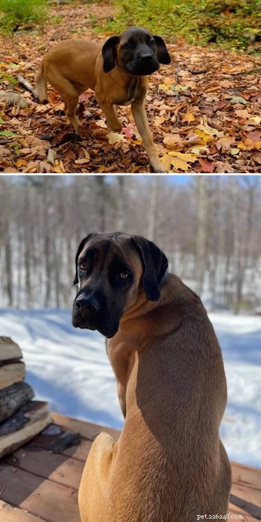 19 Dogs Who Have Thrived Through Growth