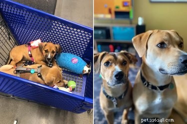19 Dogs Who Have Thrived Through Growth