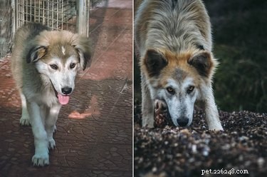 19 Dogs Who Have Thrived Through Growth
