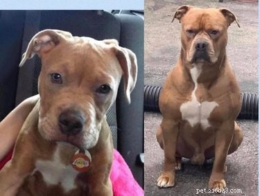 19 Dogs Who Have Thrived Through Growth