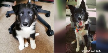 19 Dogs Who Have Thrived Through Growth