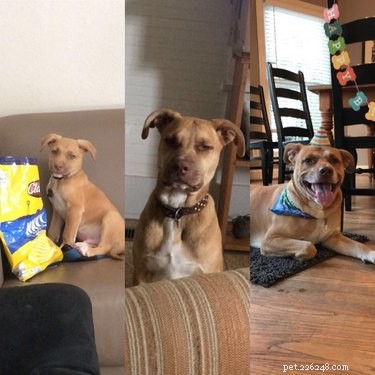 19 Dogs Who Have Thrived Through Growth