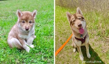 19 Dogs Who Have Thrived Through Growth