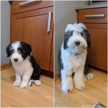 19 Dogs Who Have Thrived Through Growth
