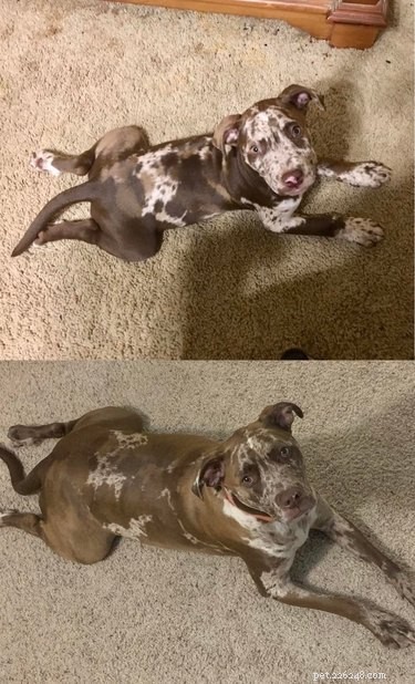19 Dogs Who Have Thrived Through Growth