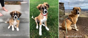19 Dogs Who Have Thrived Through Growth