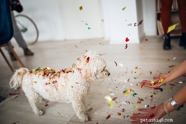 12 Charming Pets Welcoming the New Year with Joy