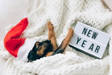 12 Charming Pets Welcoming the New Year with Joy