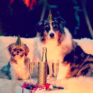 12 Charming Pets Welcoming the New Year with Joy