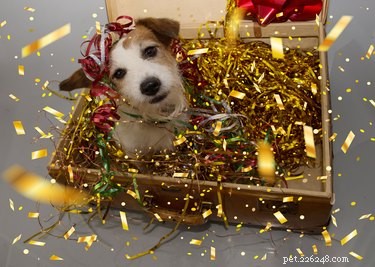 12 Charming Pets Welcoming the New Year with Joy