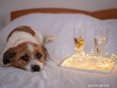 12 Charming Pets Welcoming the New Year with Joy