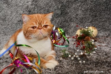 12 Charming Pets Welcoming the New Year with Joy