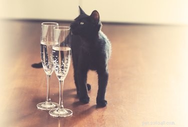 12 Charming Pets Welcoming the New Year with Joy