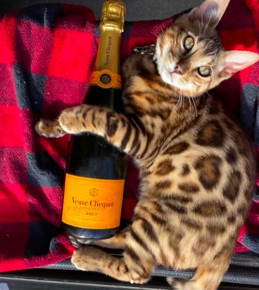12 Charming Pets Welcoming the New Year with Joy