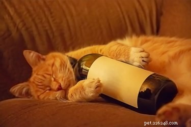 12 Charming Pets Welcoming the New Year with Joy