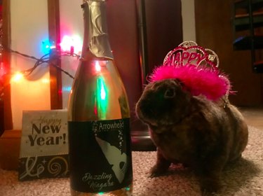 12 Charming Pets Welcoming the New Year with Joy