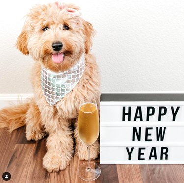 12 Charming Pets Welcoming the New Year with Joy