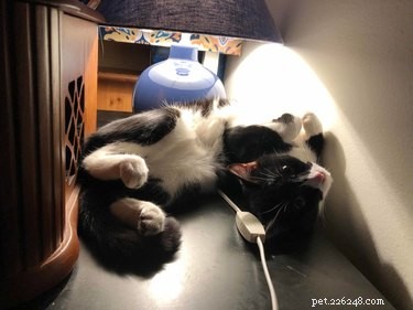 16 Pets Mastering the Art of Rolling: Delightful Moments