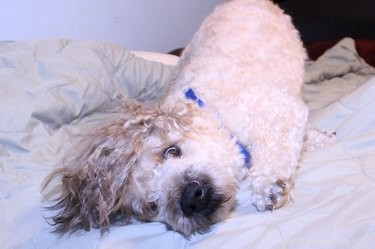 16 Pets Mastering the Art of Rolling: Delightful Moments