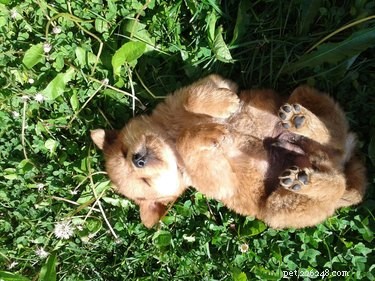 16 Pets Mastering the Art of Rolling: Delightful Moments