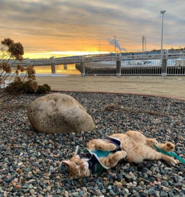 16 Pets Mastering the Art of Rolling: Delightful Moments