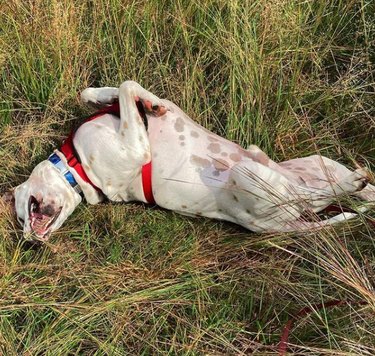 16 Pets Mastering the Art of Rolling: Delightful Moments