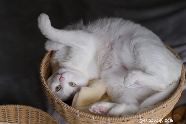 16 Pets Mastering the Art of Rolling: Delightful Moments