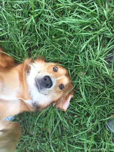 16 Pets Mastering the Art of Rolling: Delightful Moments