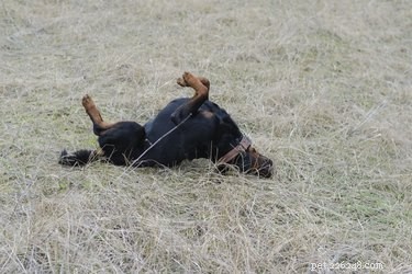16 Pets Mastering the Art of Rolling: Delightful Moments