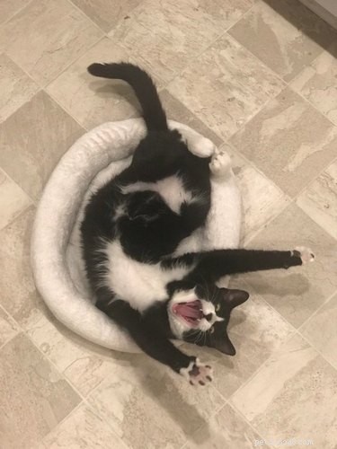 16 Pets Mastering the Art of Rolling: Delightful Moments