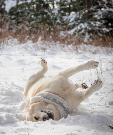 16 Pets Mastering the Art of Rolling: Delightful Moments
