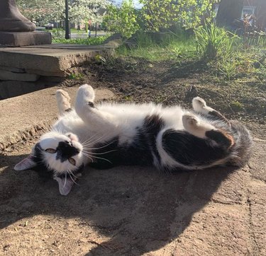 16 Pets Mastering the Art of Rolling: Delightful Moments
