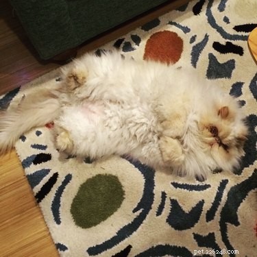 16 Pets Mastering the Art of Rolling: Delightful Moments