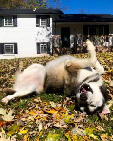 16 Pets Mastering the Art of Rolling: Delightful Moments